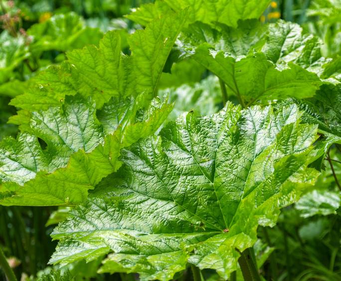 Gunnera