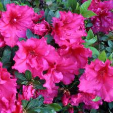 azalea japonica