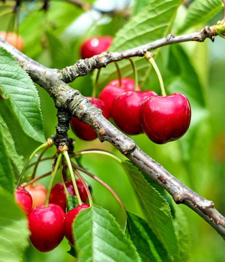 essay about tree cherry