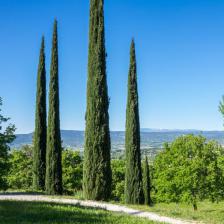 cyprès