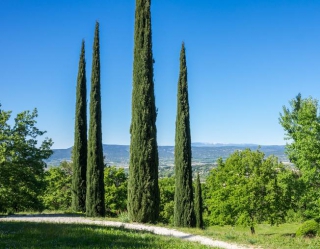 cyprès plantation