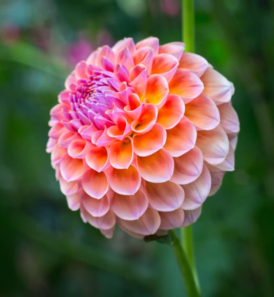 Dahlia - planting and care from spring to winter ...