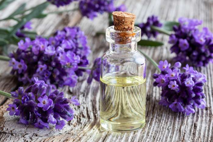 Lavender: health benefits and virtues