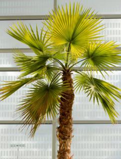 palmier chanvre Plantation