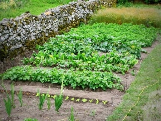 potager facile legumes