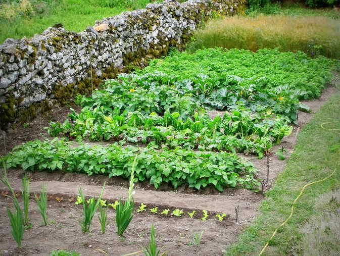 potager facile legumes