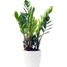 zamioculcas