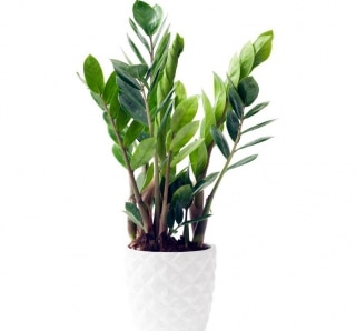 Plantes d'intérieur ou d'extérieur Zamioculcas-1-320x298