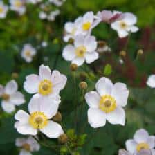 anemone du japon