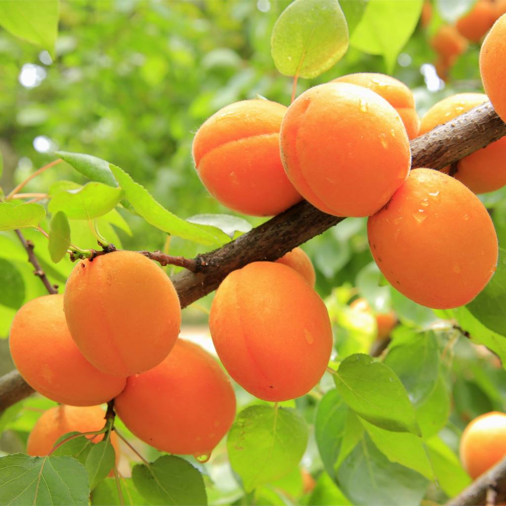 Apricot tree - growing, caring for and harvesting juicy apricots