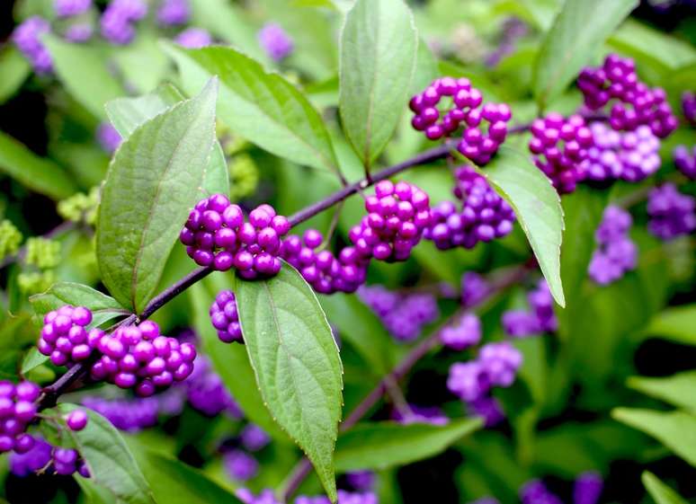 callicarpa