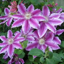 clematite