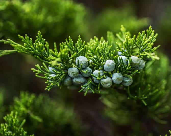 Genévrier Plantation Taille Et Conseils D Entretien