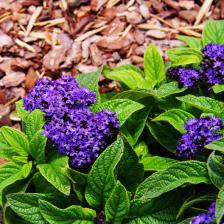 heliotrope