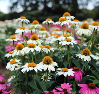 jardin naturel sauvage plantes