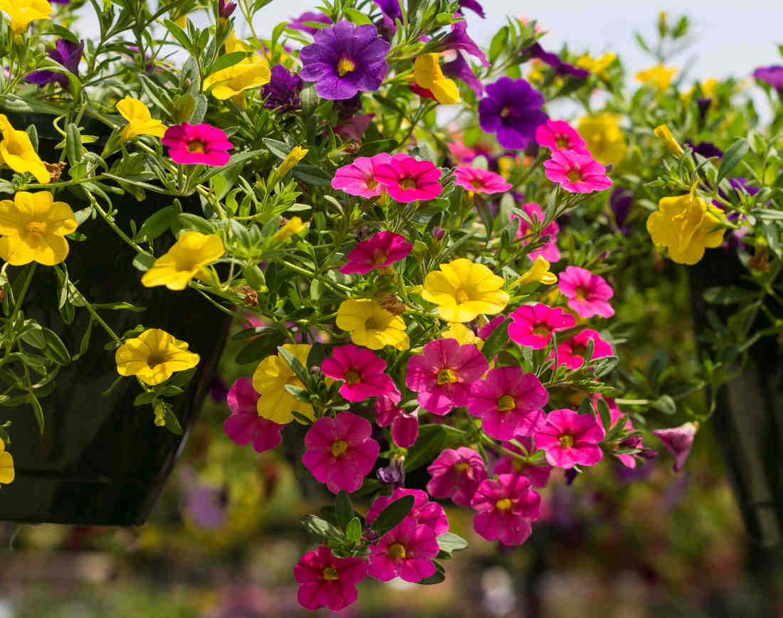 million bells calibrachoa