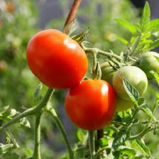 How to grow tomato, the perfect guide