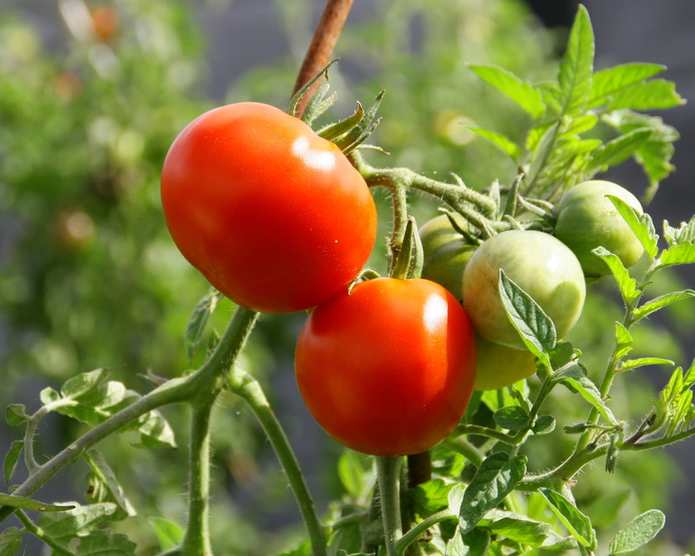 cultiver des tomates sur un balcon