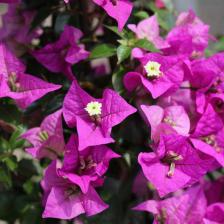 Bougainvillier