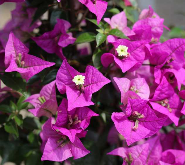 Bougainvilliers arrosage