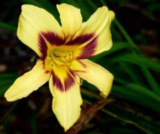 Hemerocallis