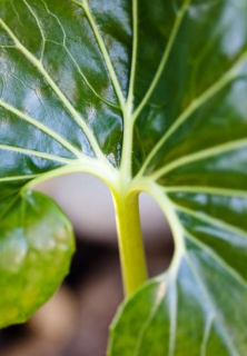 Alocasia variétés