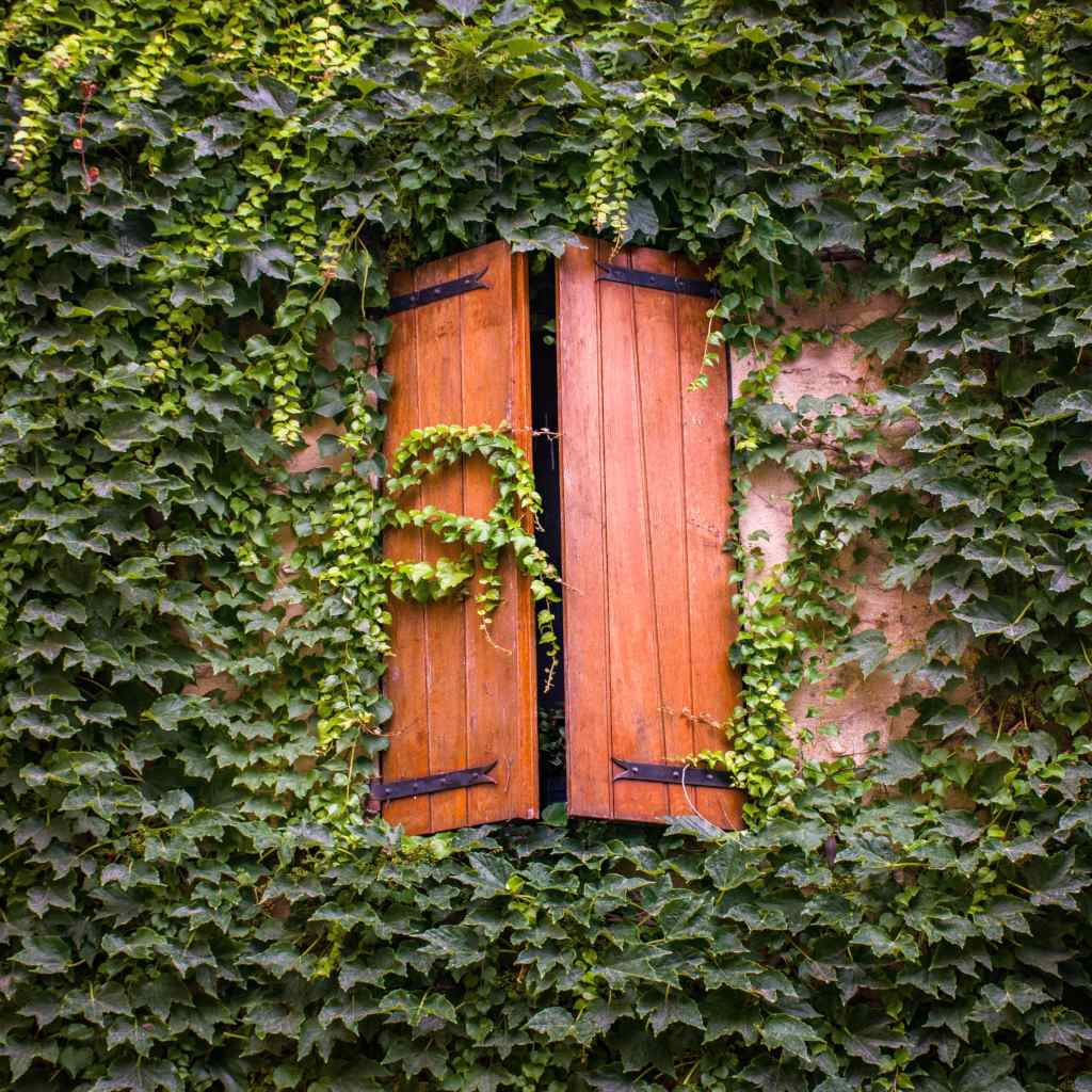 How To Trim Ivy Plants
