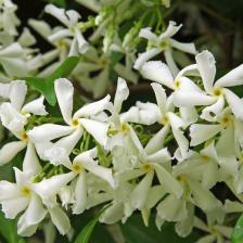 jasmin des indes