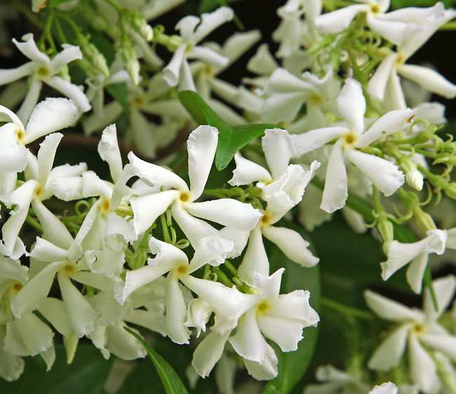 Jasmin étoilé Plantation Taille Et Conseils Dentretien