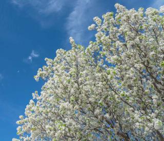 poirier ornement - poirier a fleurs