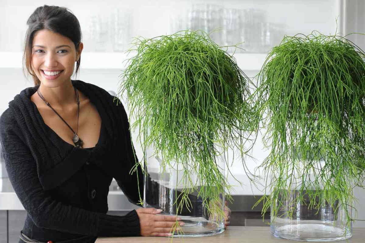 Two bunches of rhipsalis make for very trendy plants with a cute woman presenting them.