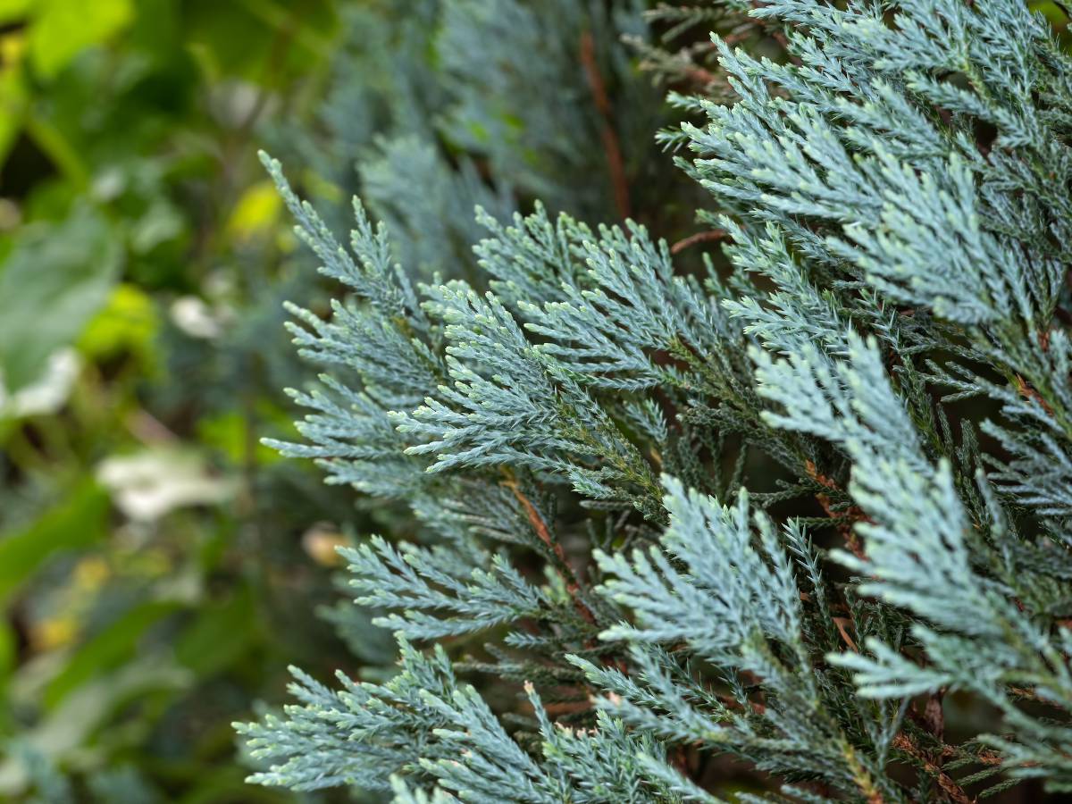 Cyprès de Lawson - Chamaecyparis lawsoniana