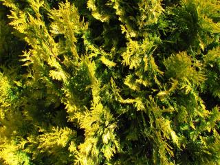 Cyprès de Lawson jaune - Chamaecyparis lawsoniana