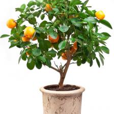 Oranger en pot