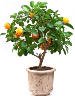 Oranger en pot