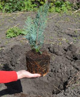 Plantation Cyprès de Lawson - Chamaecyparis lawsoniana