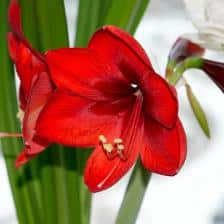 amaryllis