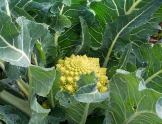 chou romanesco