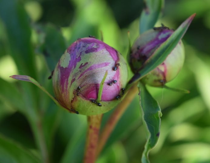 fourmi plante jardin