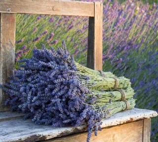 Lavande : plantation et entretien pour une belle floraison