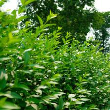 ligustrum