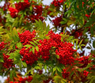 nandina domestica -bambou sacre