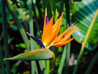 oiseau de paradis