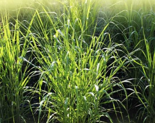 panicum virgatum