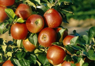 pommes-delbard-jubile-delgollune_botanic