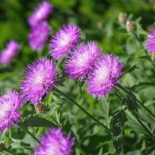 stokesia laevis