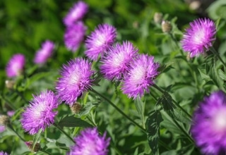 stokesia laevis