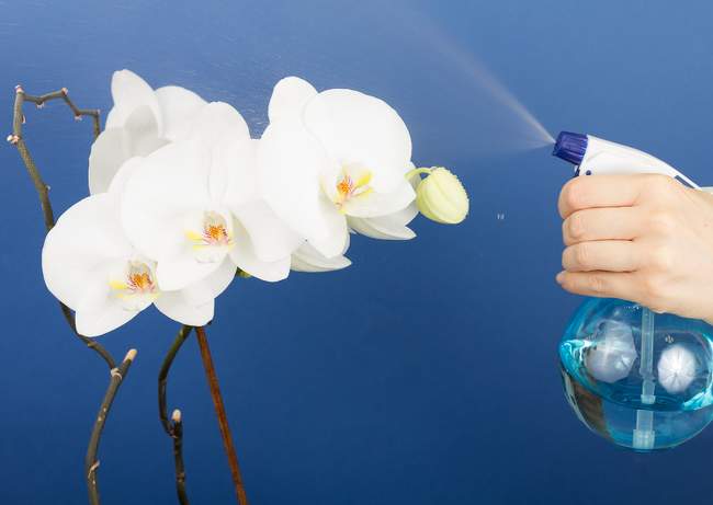 Orchidée : conseils de culture, entretien et floraison