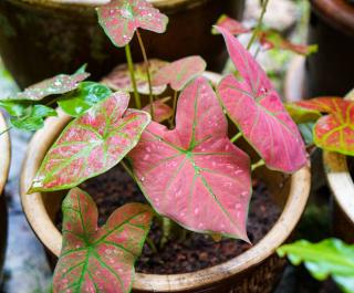 Caladium plantation rempotage