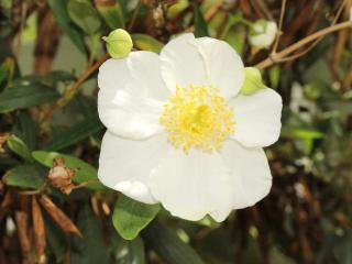 Carpenteria Californica